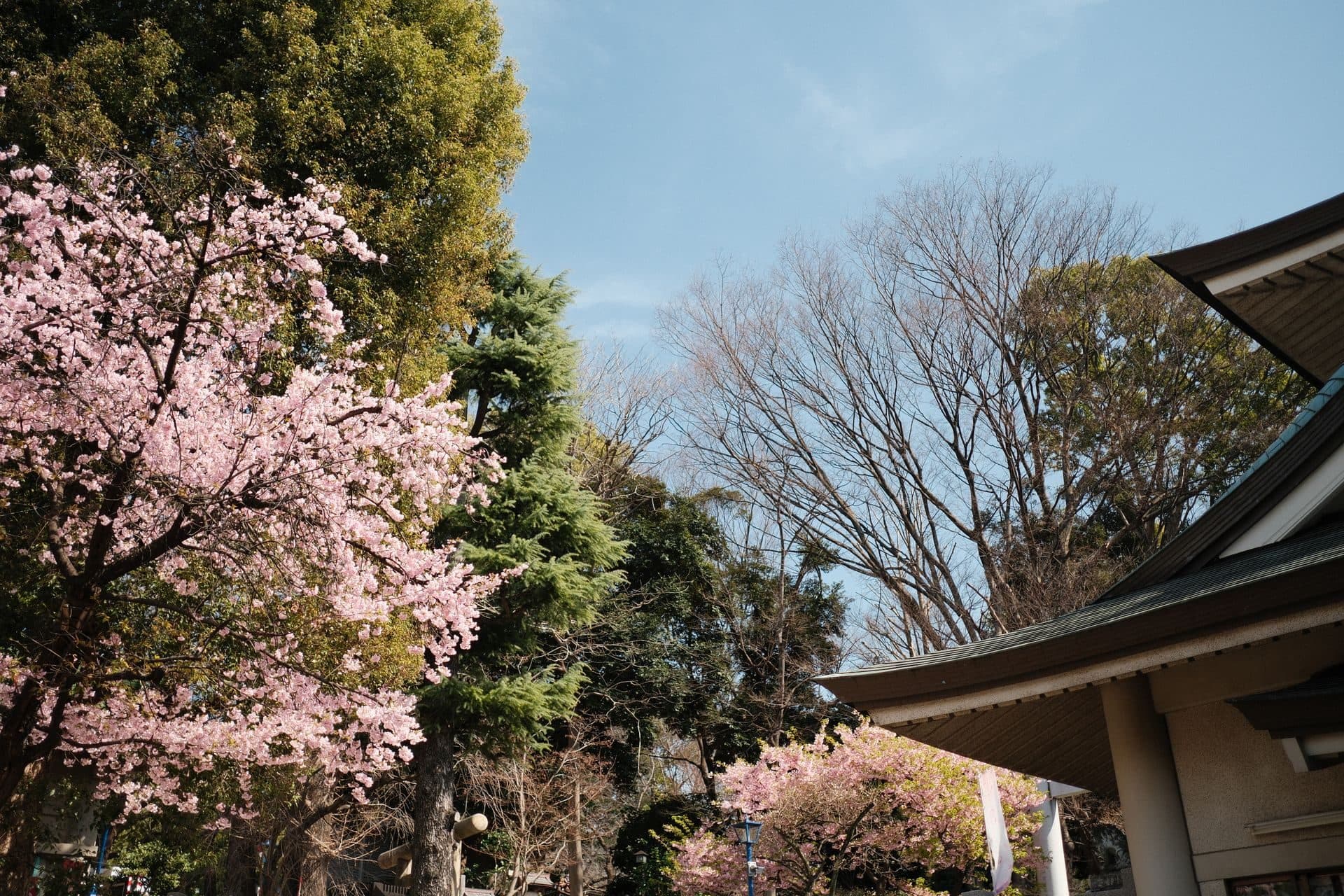Cherry blossoms in full bloom near a traditional Japanese temple in spring