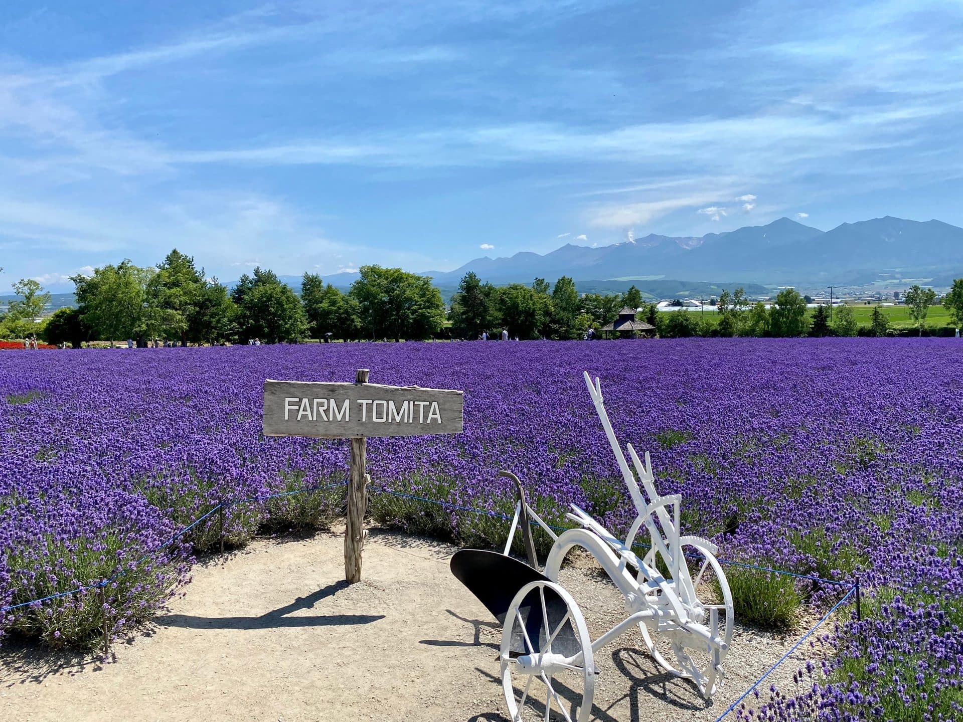 Purple flower field under blue sky