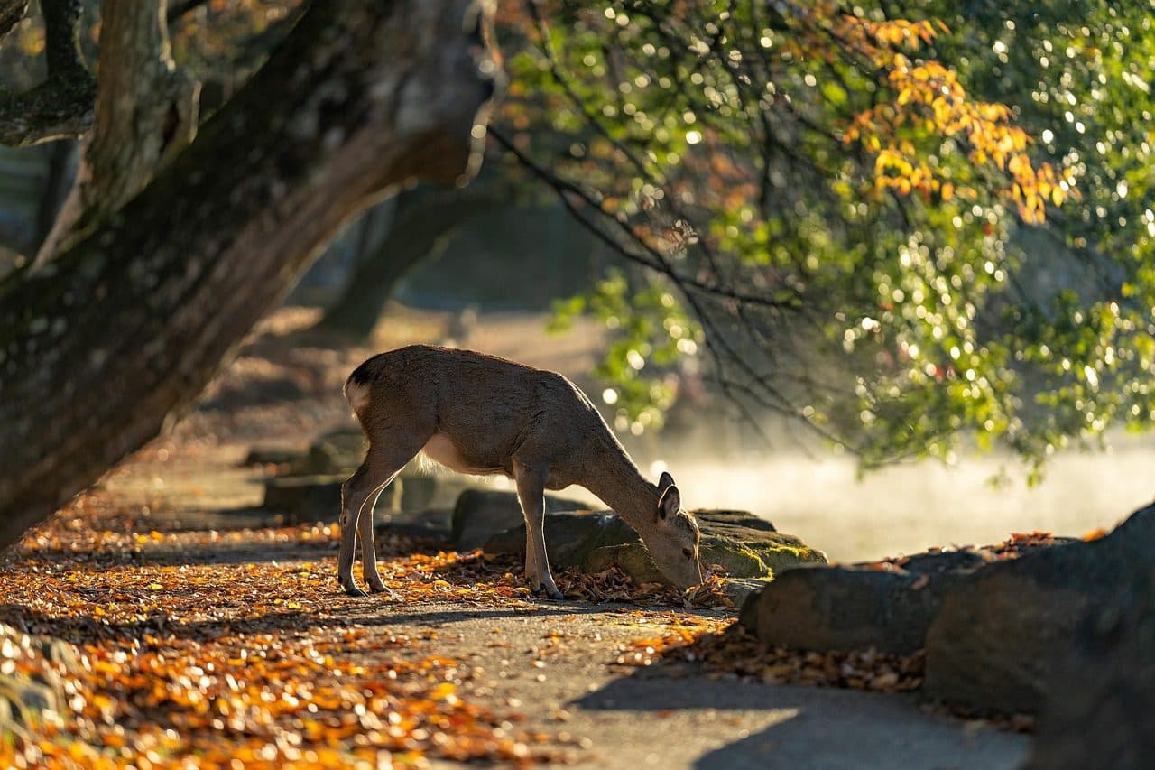 Nara deer Todaiji temple