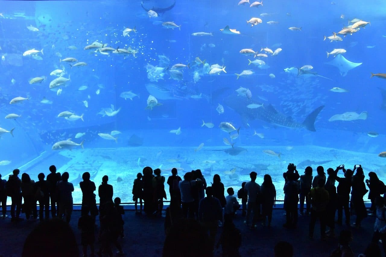 Whale shark aquarium