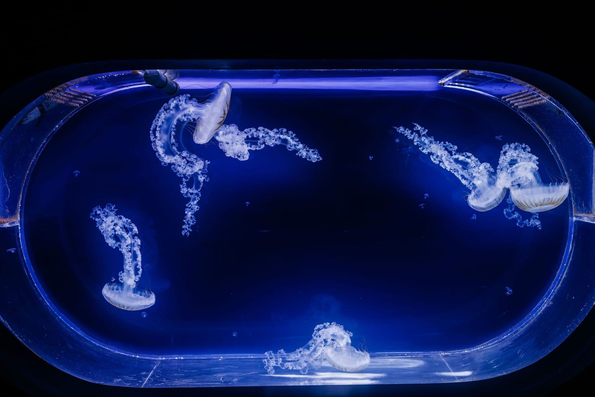 Jellyfish swimming gracefully in a blue-lit aquarium tank