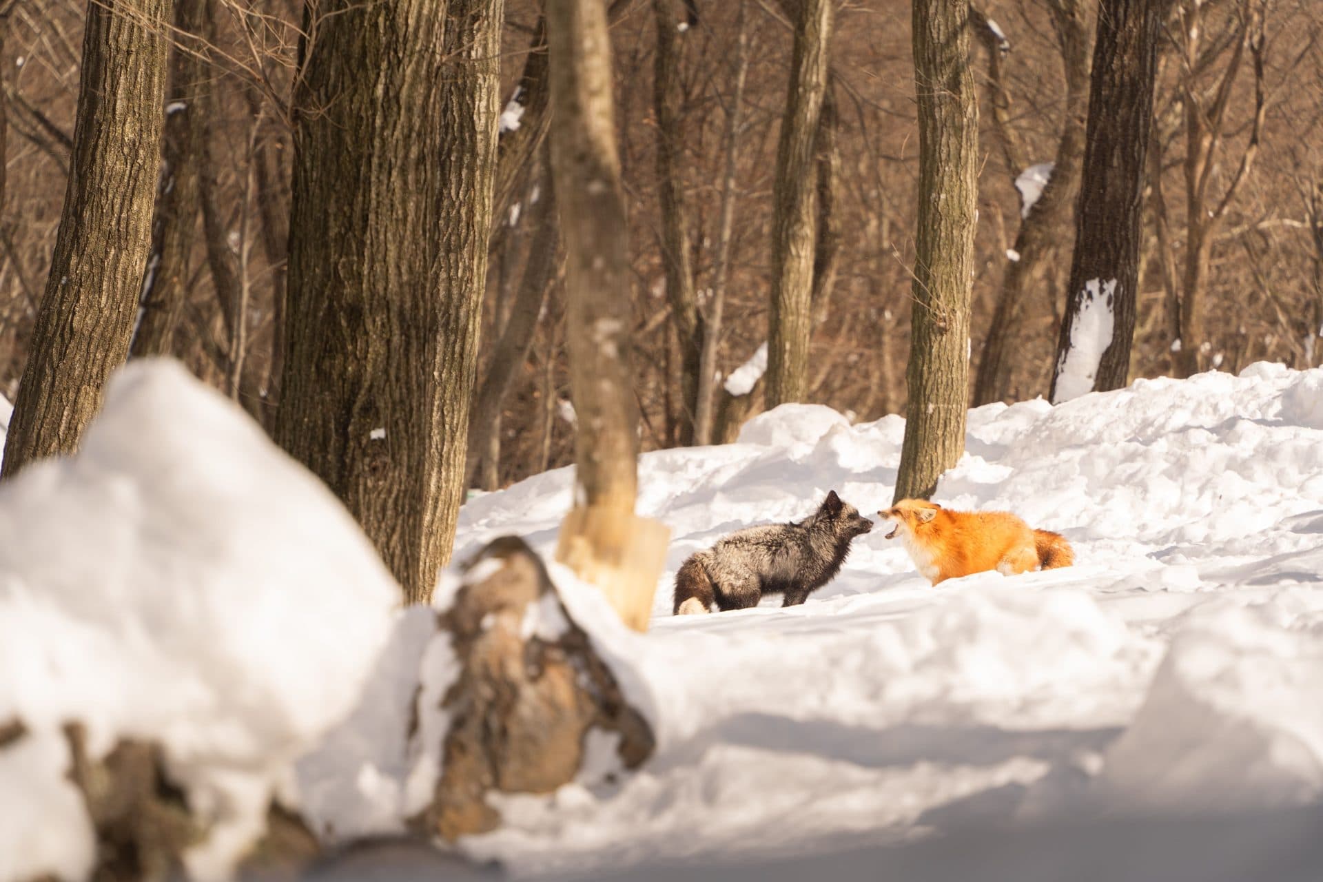 Two foxes in snowy winter forest scene