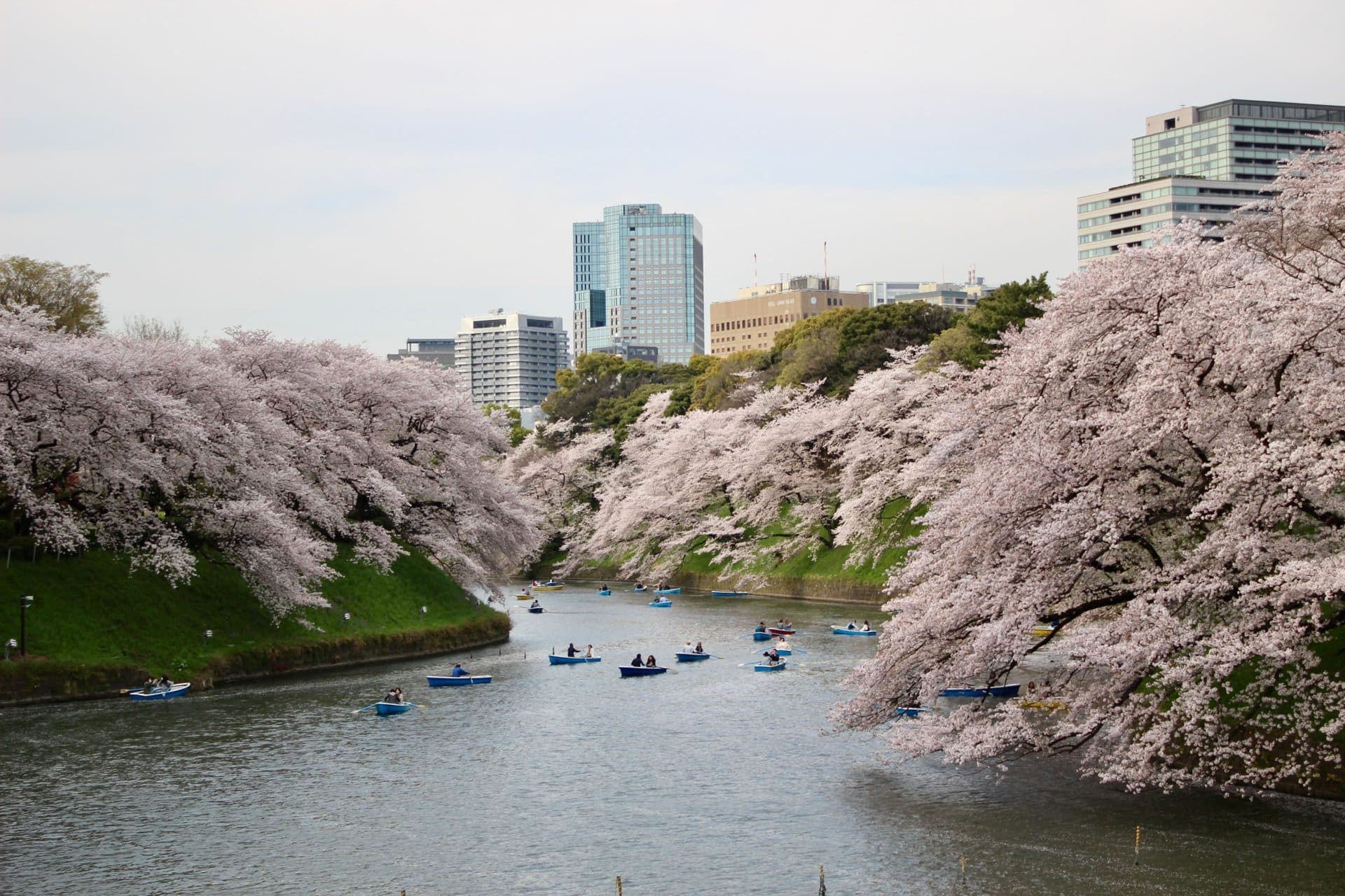 Boats on the moat at Chidorigafuchi Park in Tokyo, framed by cherry blossoms in full bloom