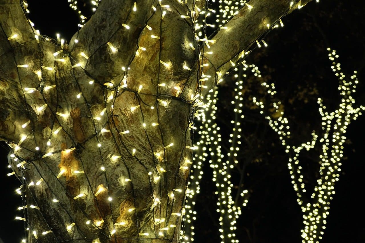 Tree trunks and bare branches wrapped in warm white LED lights at night, a typical winter illumination scene